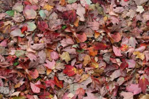 Гетерогенне ПВХ покриття Forbo Vinyl Custom Flooring Natural World PUR