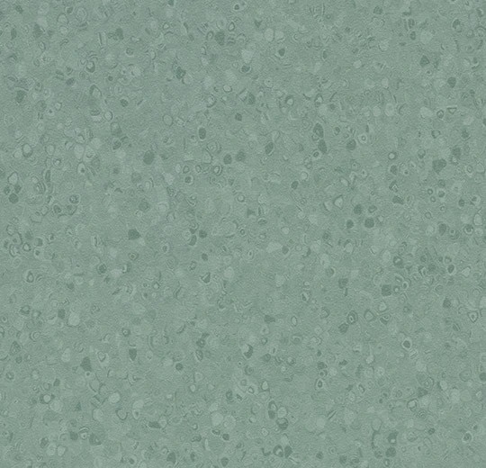 50077 kelp
