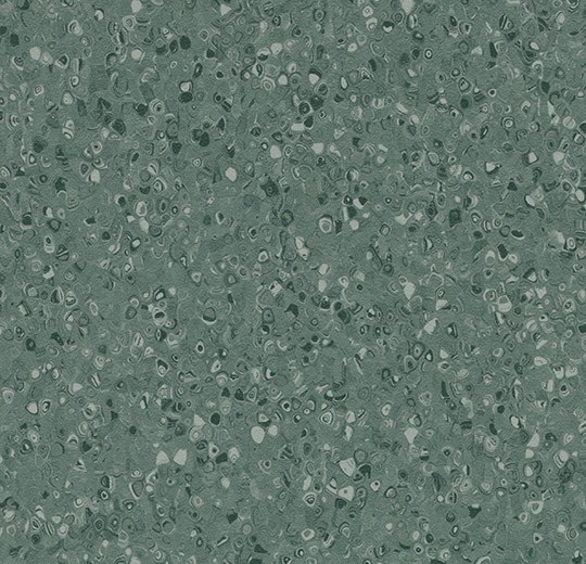 51078 Contrast kelp